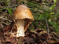 Amanita fulva