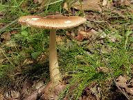 Amanita fulva 