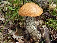 Leccinum versipelle 