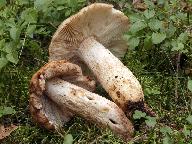 Russula illota 