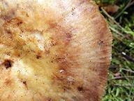 Russula illota 