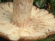 Russula illota 