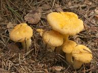 Cantharellus cibarius