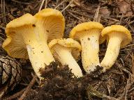 Cantharellus cibarius