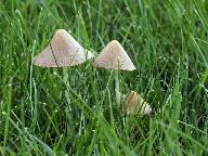 Conocybe albipes