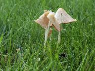 Conocybe albipes