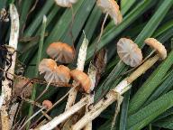 Marasmius curreyi 