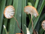 Marasmius curreyi 