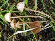 Conocybe siliginea