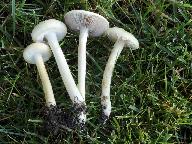 Agrocybe dura