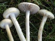 Agrocybe dura