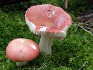 Russula hydrophila 