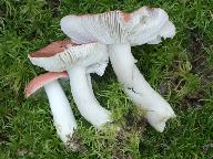 Russula grisescens 