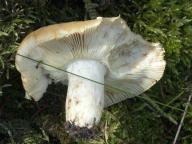 foto Karel Tejkal