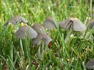 Coprinellus hiascens 