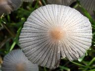 Coprinellus hiascens 