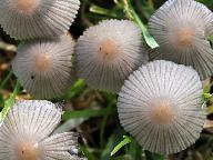 Coprinellus hiascens 