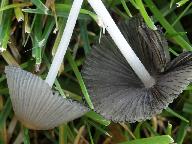 Coprinellus hiascens 