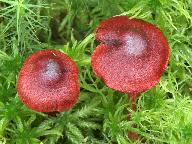 Cortinarius sanguineus