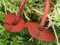 Cortinarius sanguineus