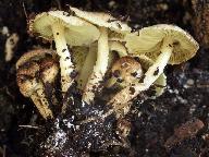 Lepiota elaiophylla 