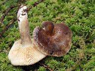 Lactarius picinus