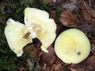 Russula violeipes 
