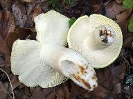 Russula violeipes 