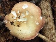 Russula curtipes