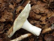 Russula curtipes