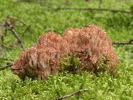 Ramaria parabotrytis 