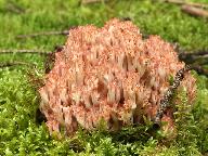 Ramaria parabotrytis 