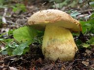 Butyriboletus subappendiculatus 