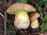 Butyriboletus subappendiculatus 