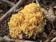 Ramaria brunneicontusa 