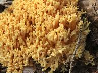 Ramaria brunneicontusa 