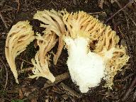 Ramaria brunneicontusa 