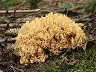 Ramaria brunneicontusa 