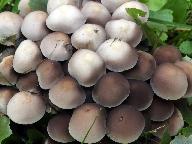 Psathyrella multipedata