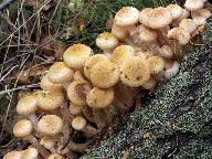 Armillaria borealis 