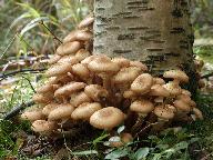 Armillaria borealis