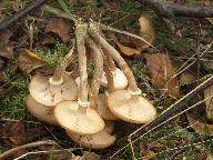 Armillaria borealis 