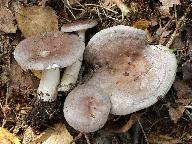 Lactarius vietus 