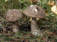 Leccinum variicolor