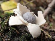 Geastrum quadrifidum