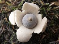 Geastrum quadrifidum