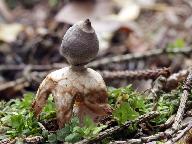 Geastrum quadrifidum 