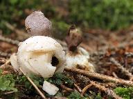 Geastrum quadrifidum 