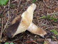 Lactarius picinus