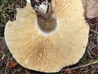 Lactarius picinus